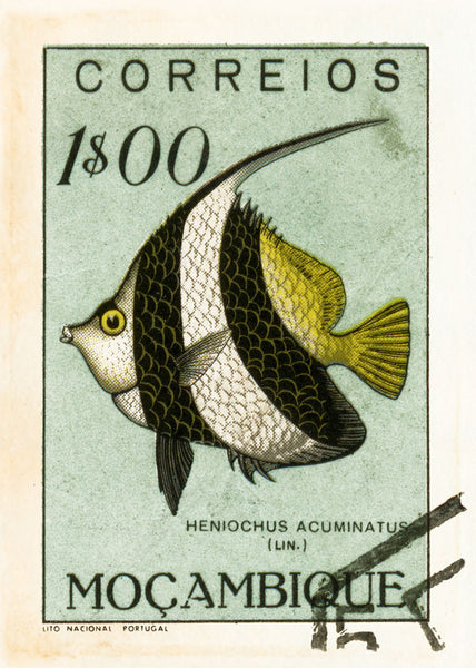 MOZAMBIQUE 13