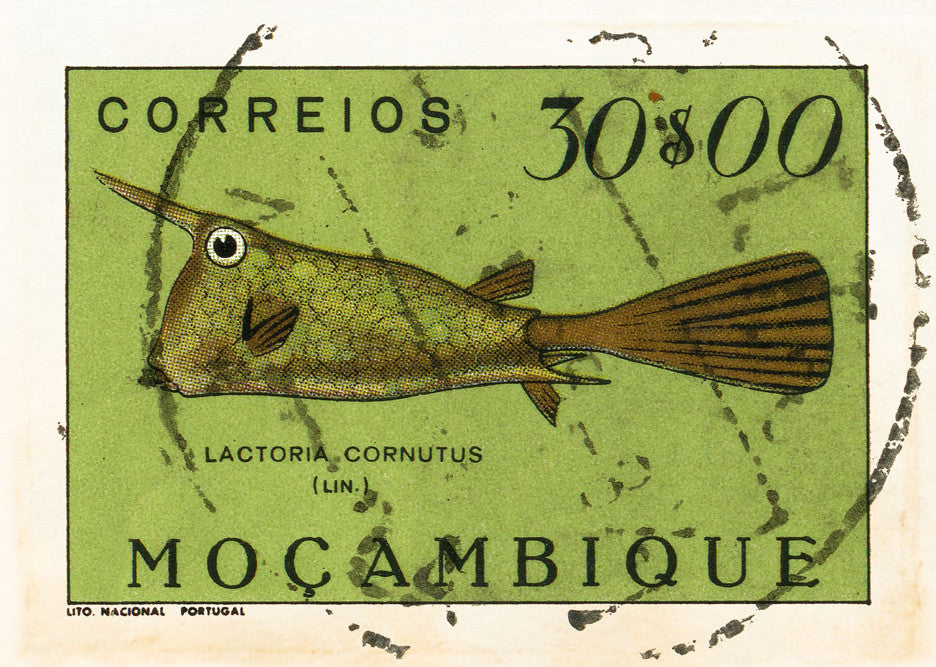 MOZAMBIQUE 17 8X10MOZAMBIQUE17