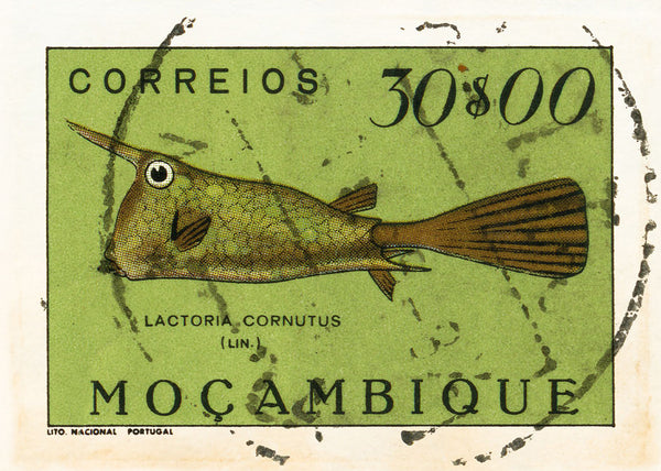 8X10MOZAMBIQUE17