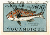 MOZAMBIQUE 6