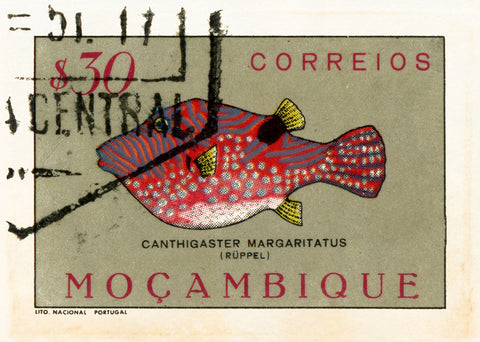 MOZAMBIQUE 8