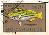 MOZAMBIQUE 9