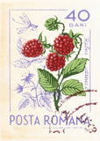 ROMANIA 28