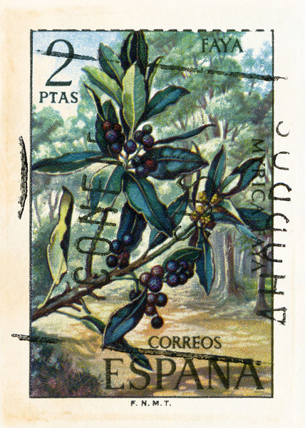 SPAIN 35