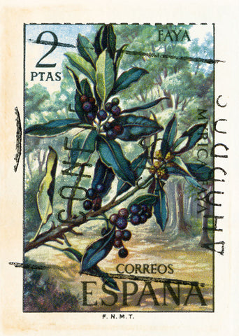 SPAIN 35