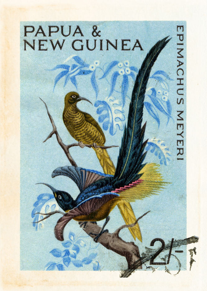 NEW GUINEA 3