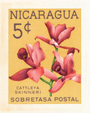 NICARAGUA 7